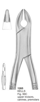  KELLS Fig. 99C upper incisors, canines, premolars 